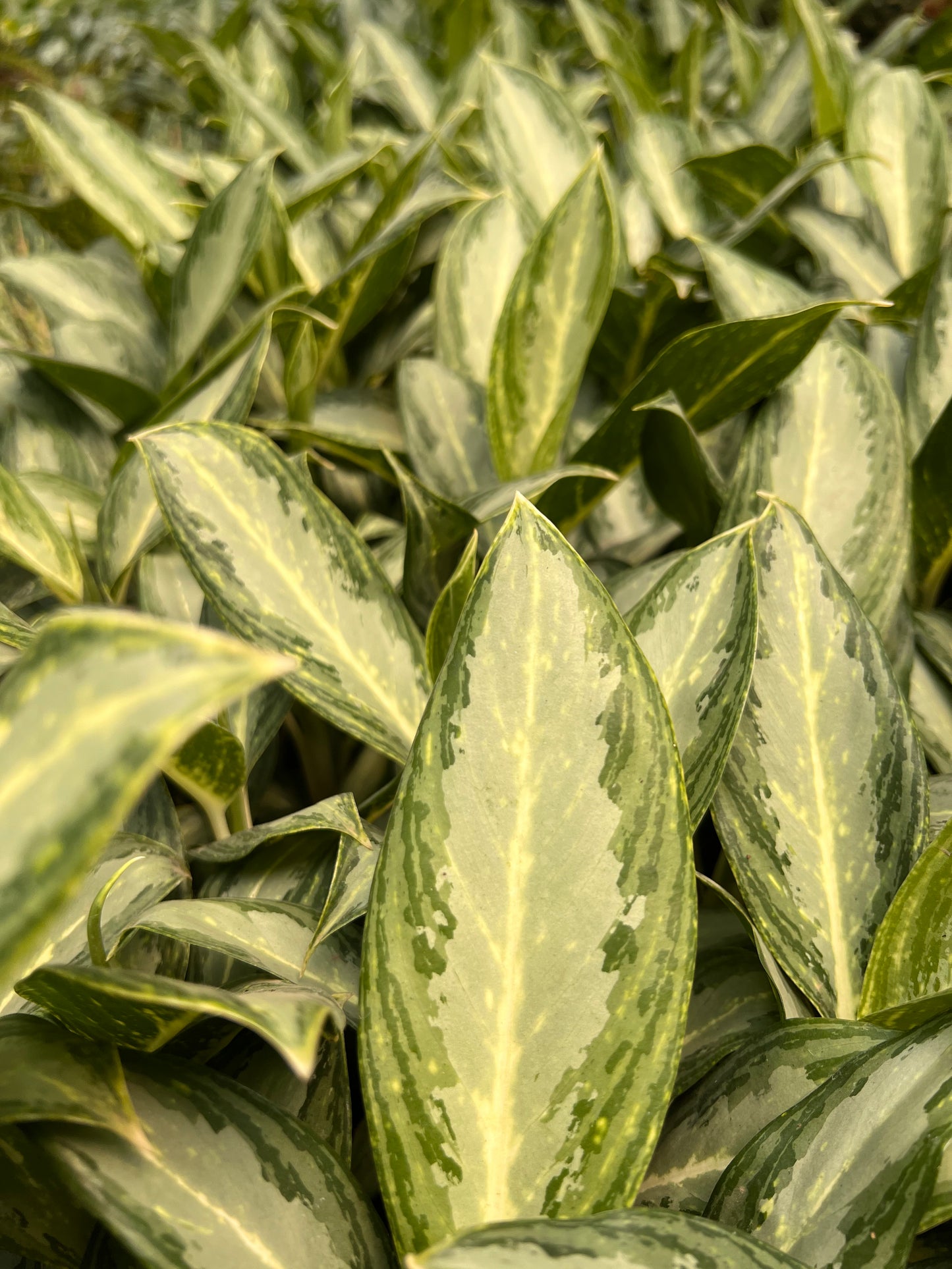 Aglaonema Silver Queen