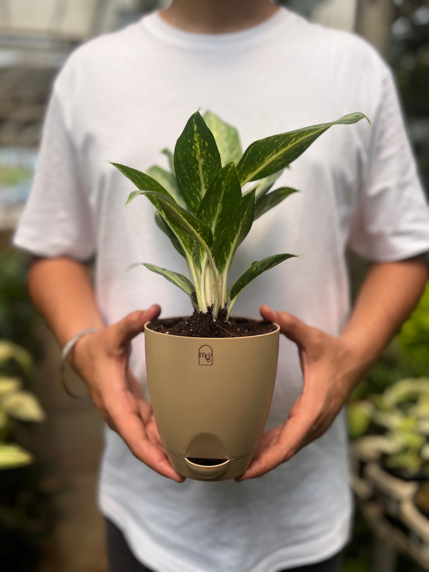 Aglaonema Silver Queen