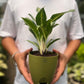 Aglaonema Silver Queen