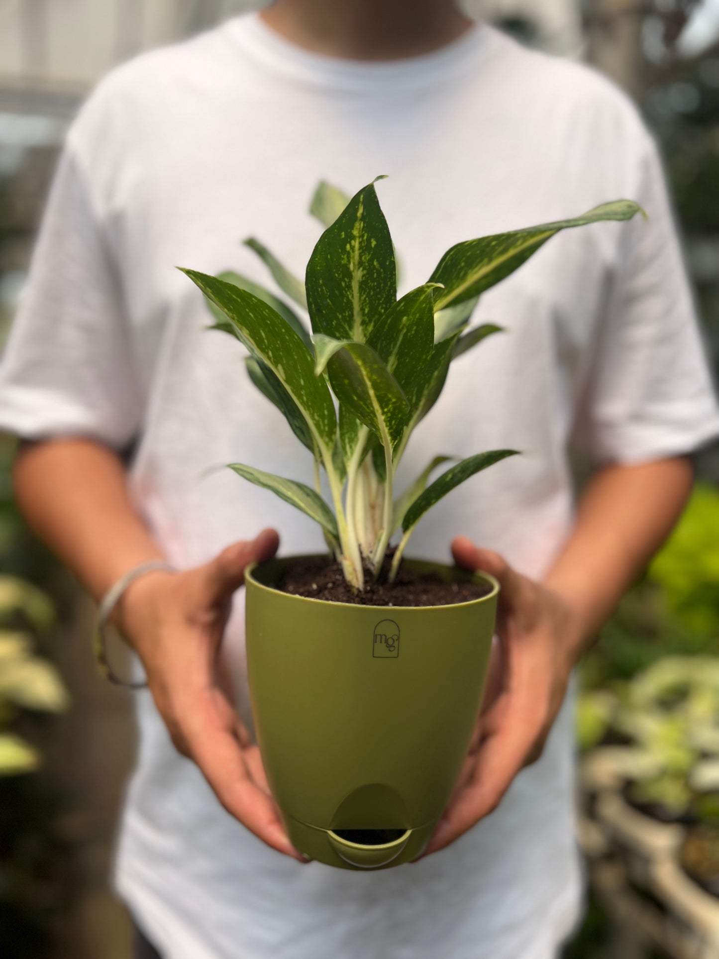 Aglaonema Silver Queen