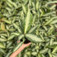Aglaonema Silver Queen