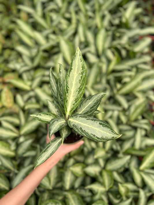 Aglaonema Silver Queen