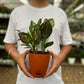 Anglaonema Pink Dalmation