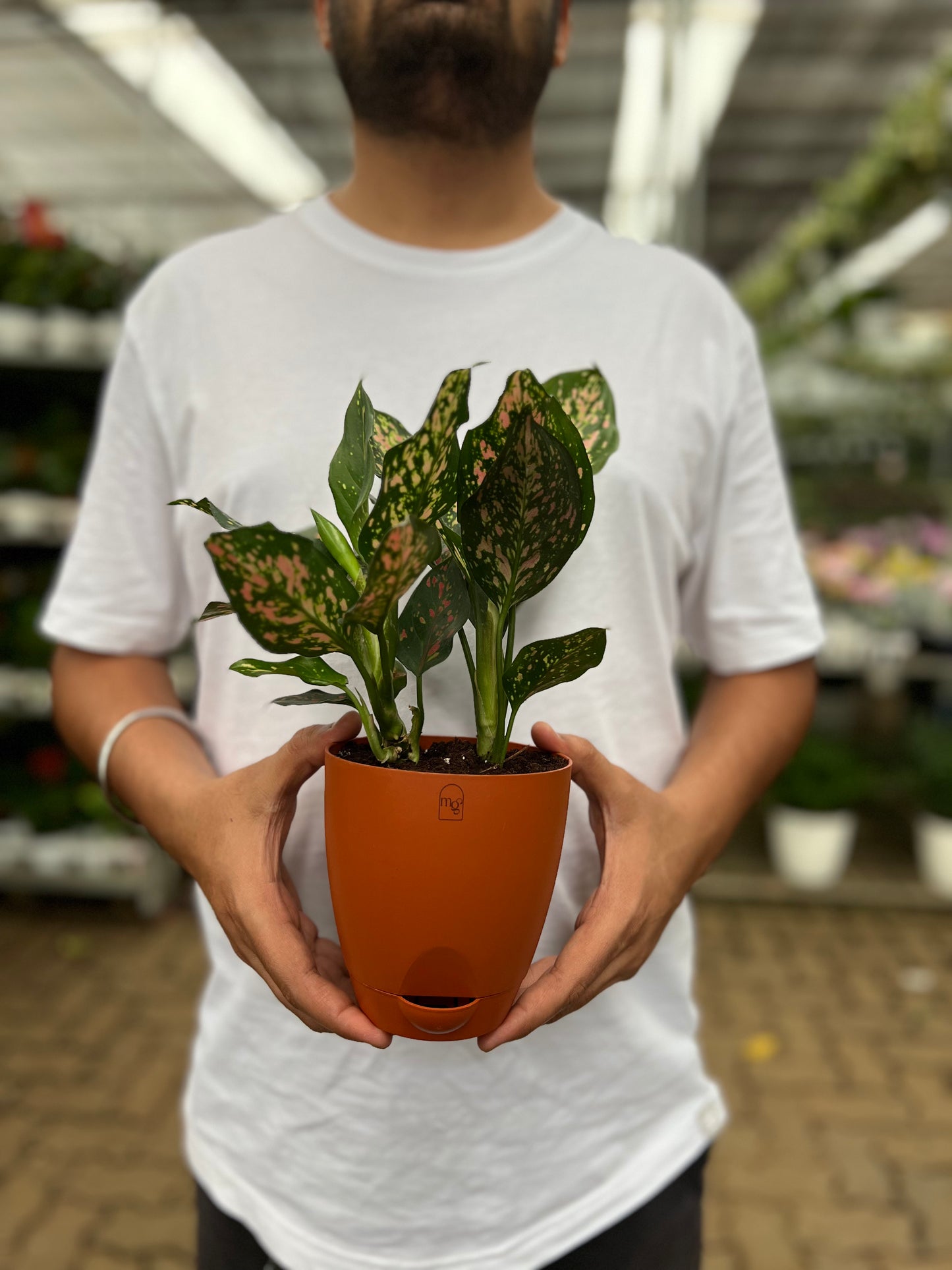 Anglaonema Pink Dalmation