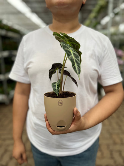 Alocasia poly