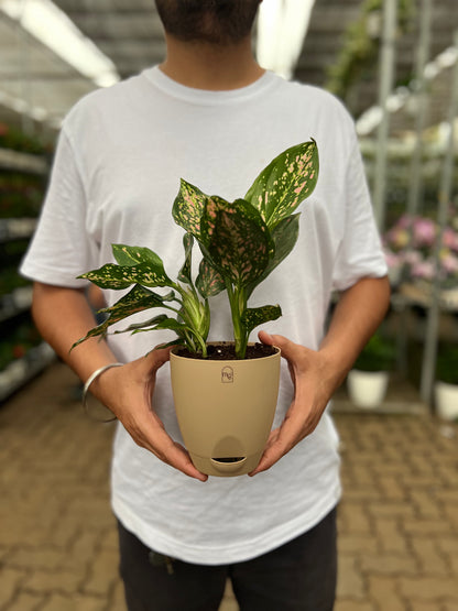 Anglaonema Pink Dalmation