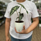 Alocasia poly
