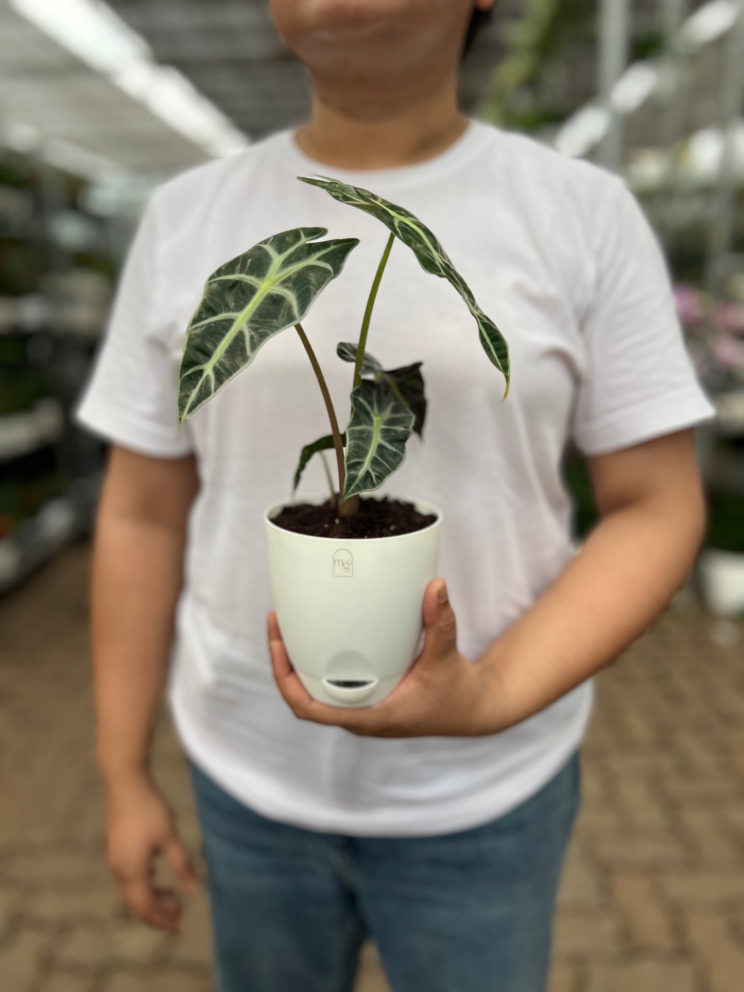 Alocasia poly