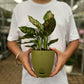 Anglaonema Pink Dalmation