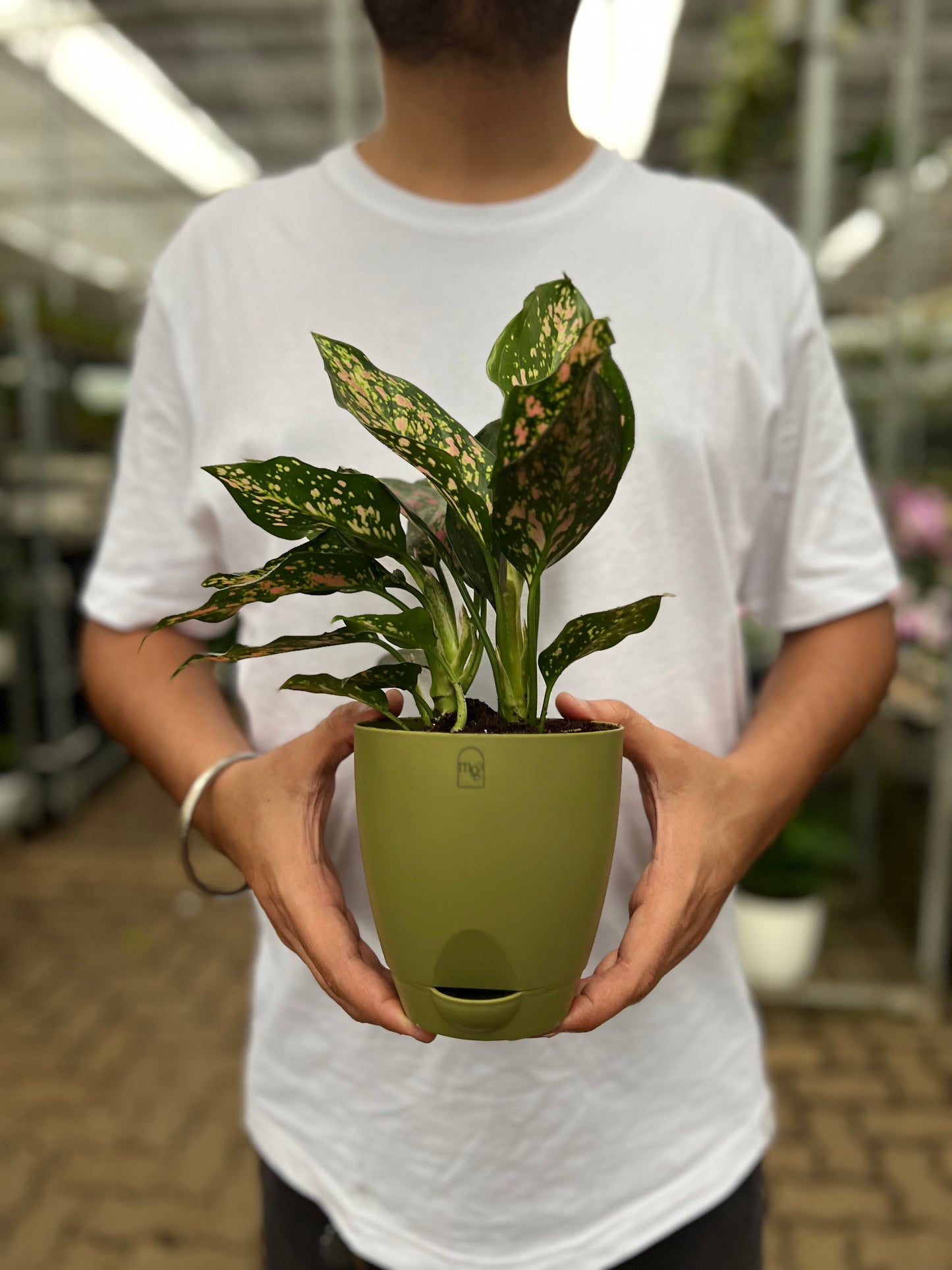 Anglaonema Pink Dalmation