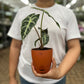 Alocasia poly