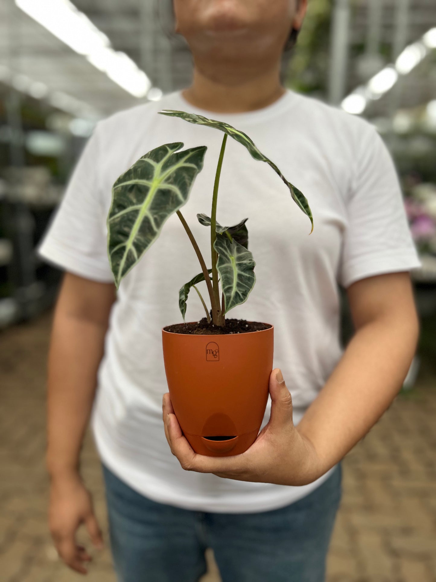 Alocasia poly