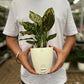 Anglaonema Pink Dalmation
