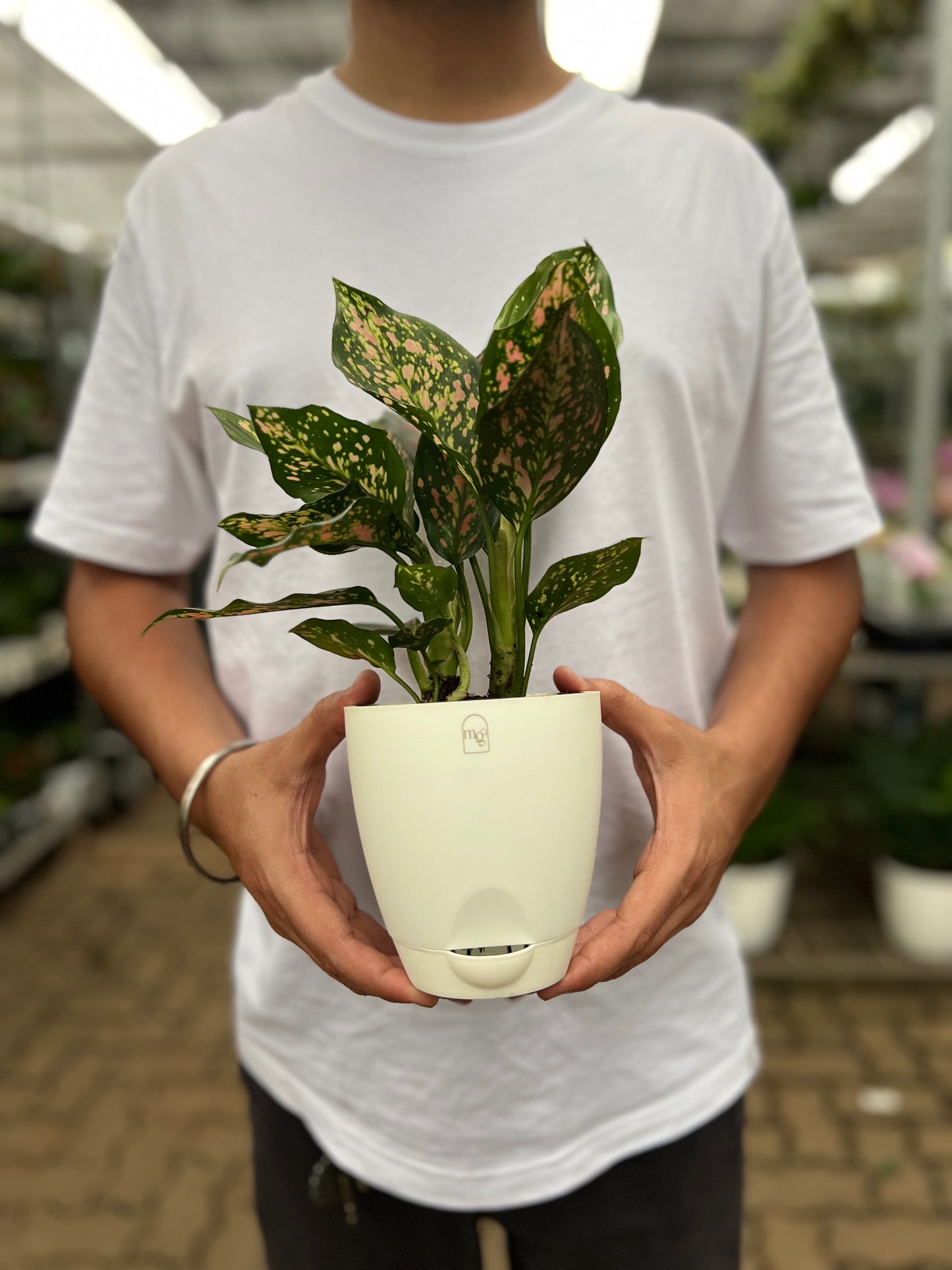 Anglaonema Pink Dalmation