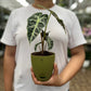 Alocasia poly