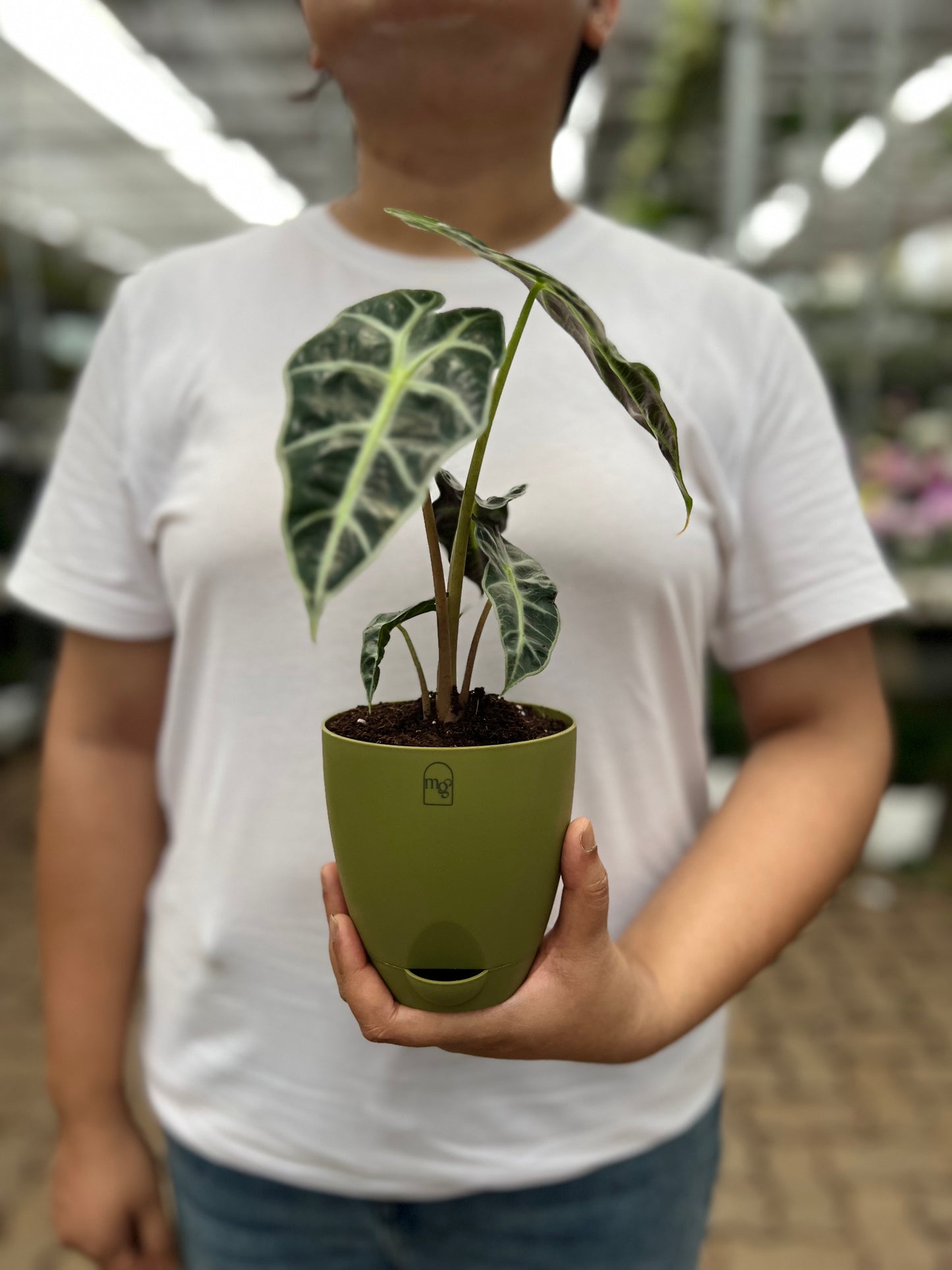 Alocasia poly