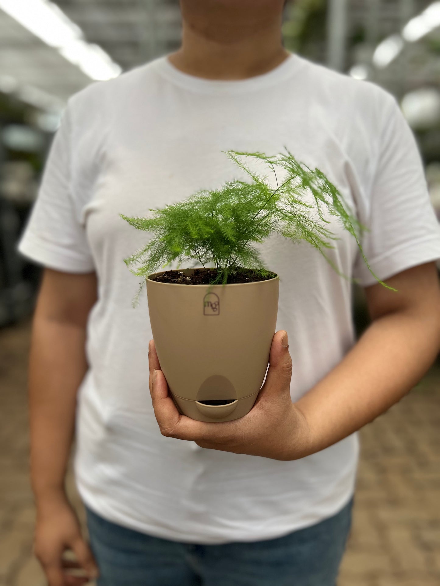 Aspargus Plumosus Lace Fern