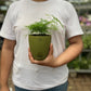 Aspargus Plumosus Lace Fern