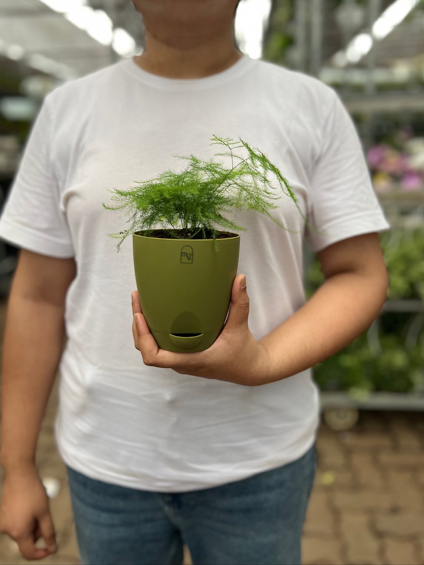 Aspargus Plumosus Lace Fern