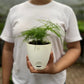 Aspargus Plumosus Lace Fern