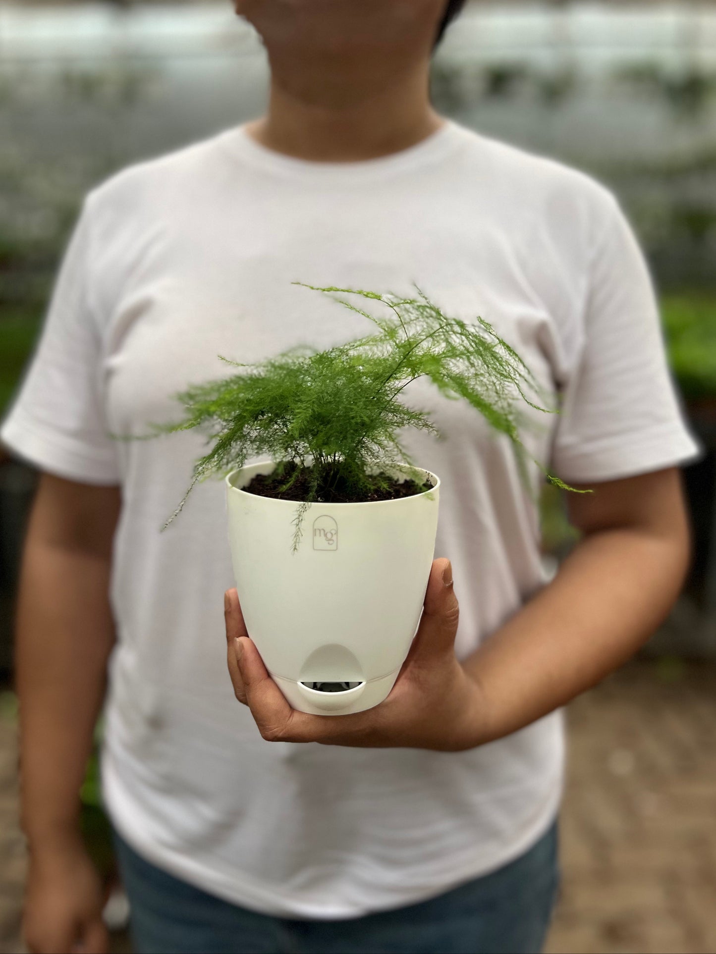 Aspargus Plumosus Lace Fern