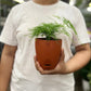 Aspargus Plumosus Lace Fern