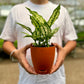 Aglaonema Snow White