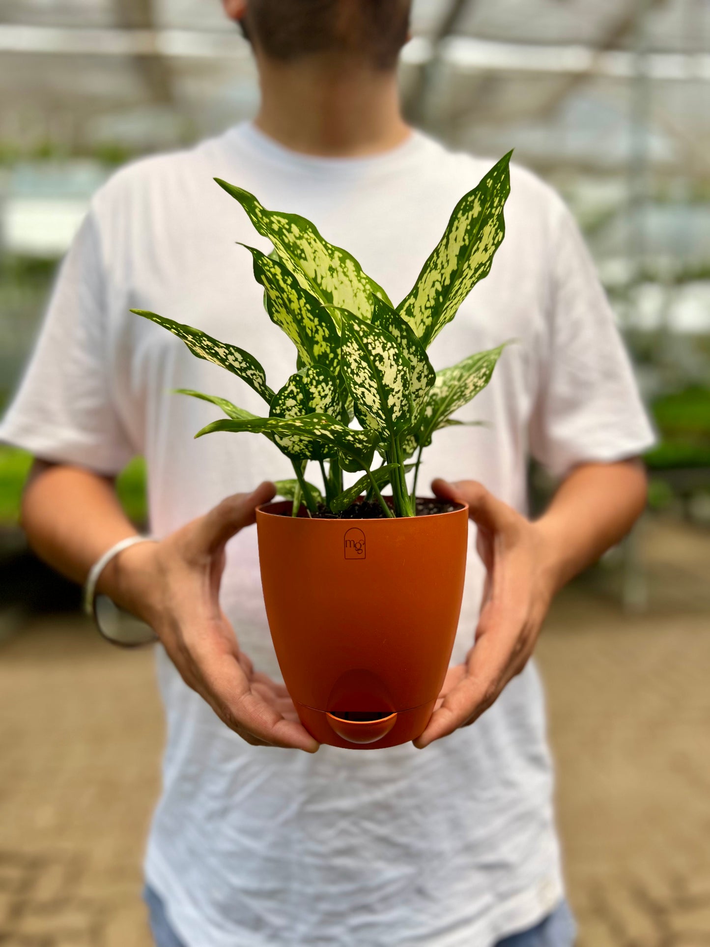 Aglaonema Snow White