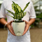 Aglaonema Snow White