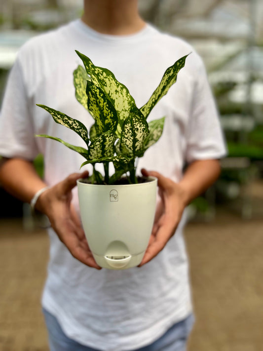 Aglaonema Snow White