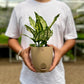 Aglaonema Snow White