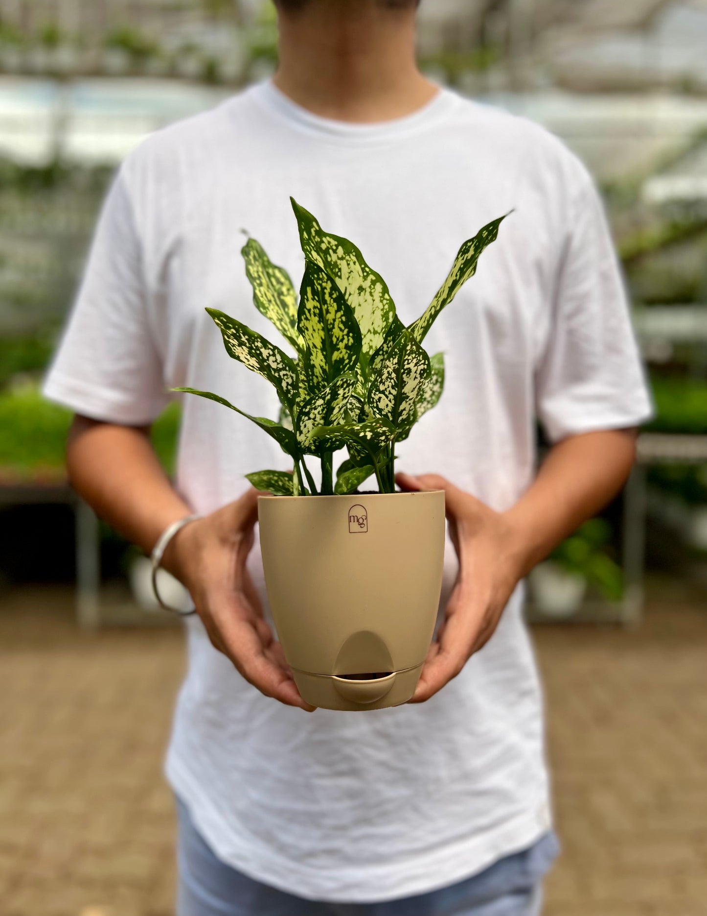 Aglaonema Snow White