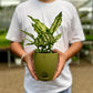 Aglaonema Snow White