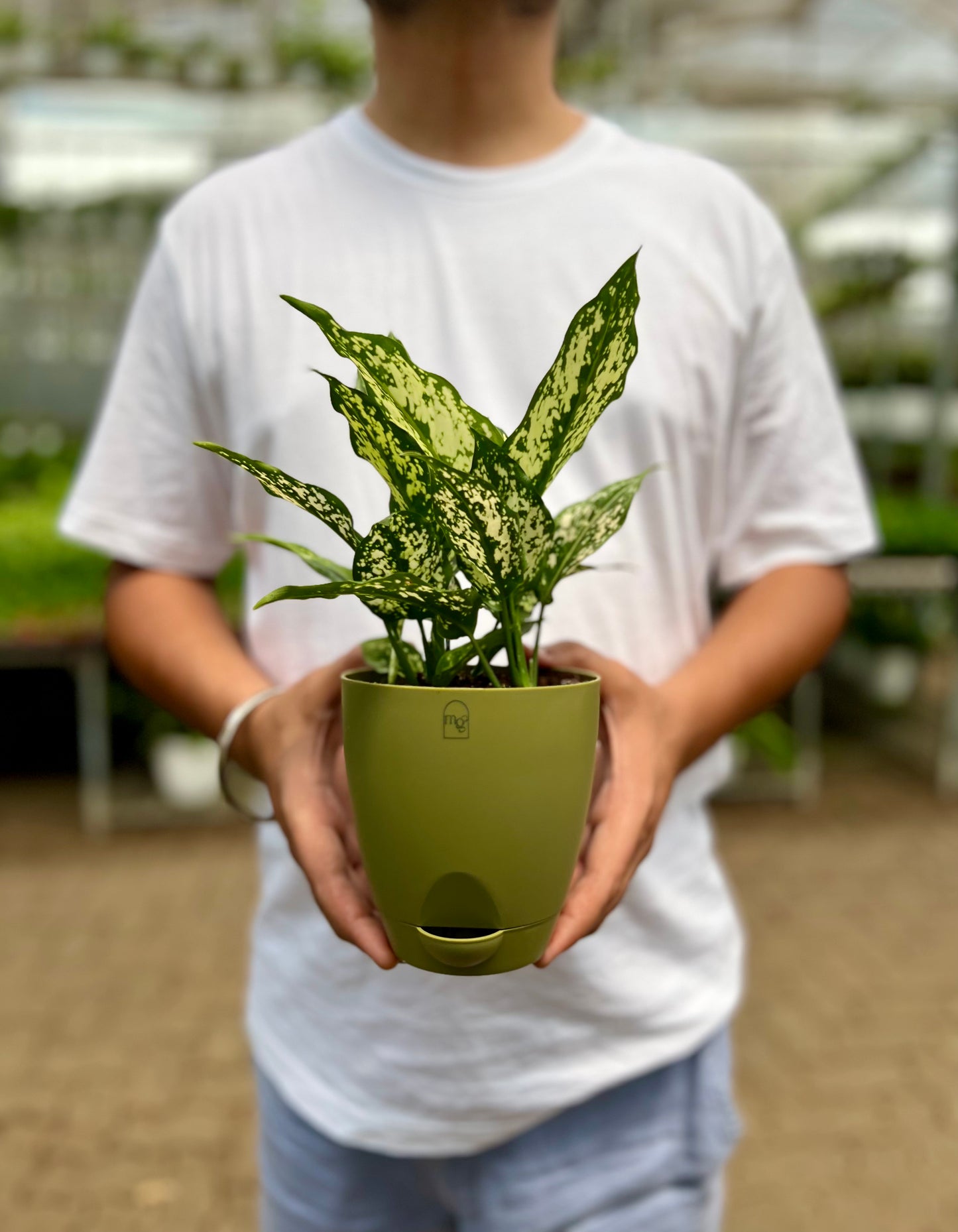 Aglaonema Snow White