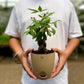 Money Tree