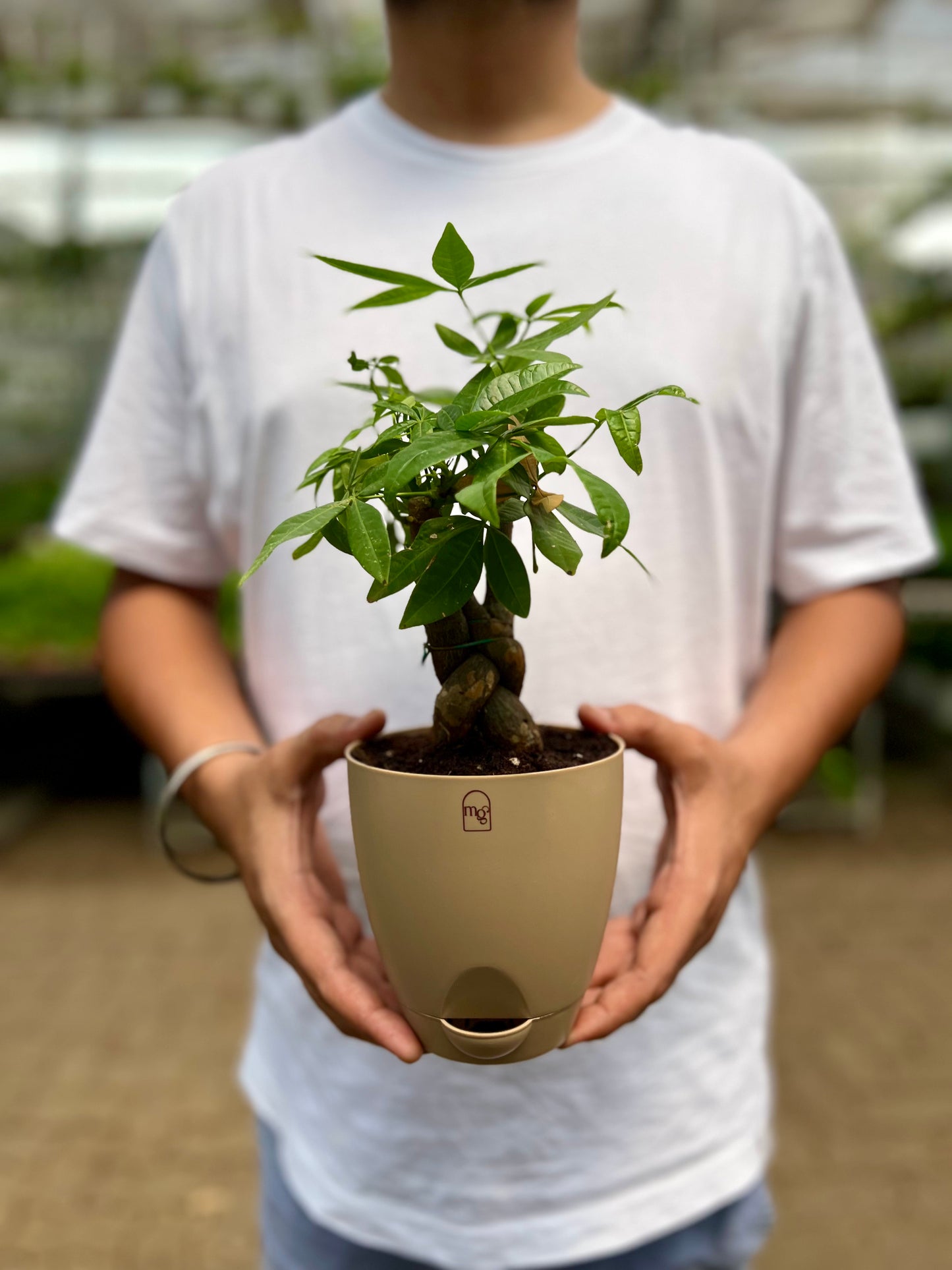 Money Tree