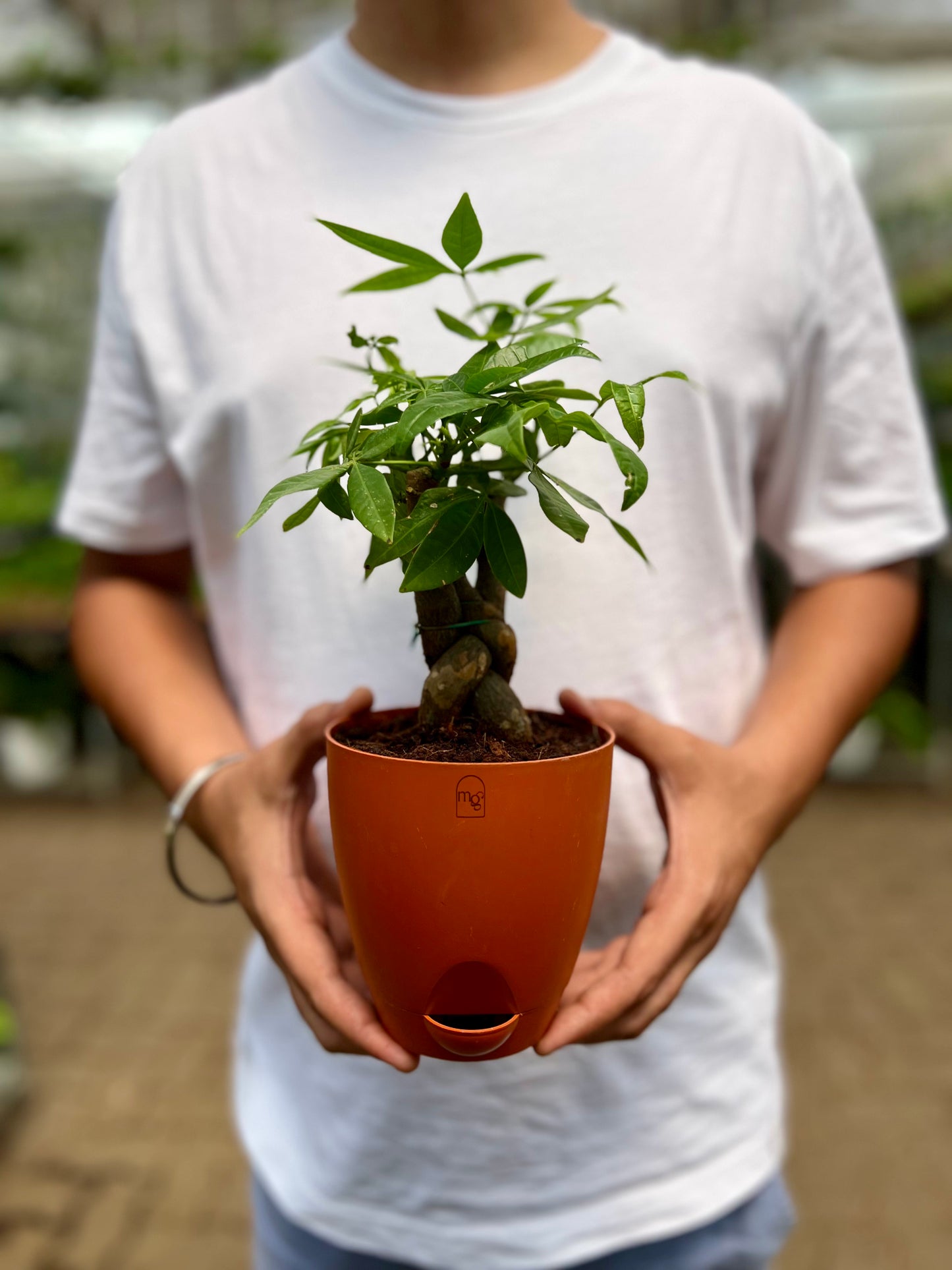 Money Tree