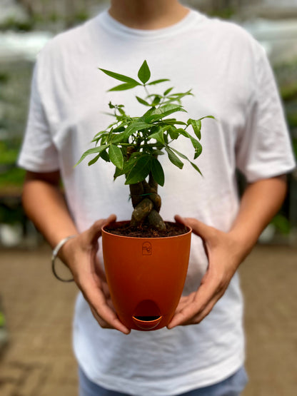 Money Tree