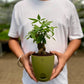 Money Tree