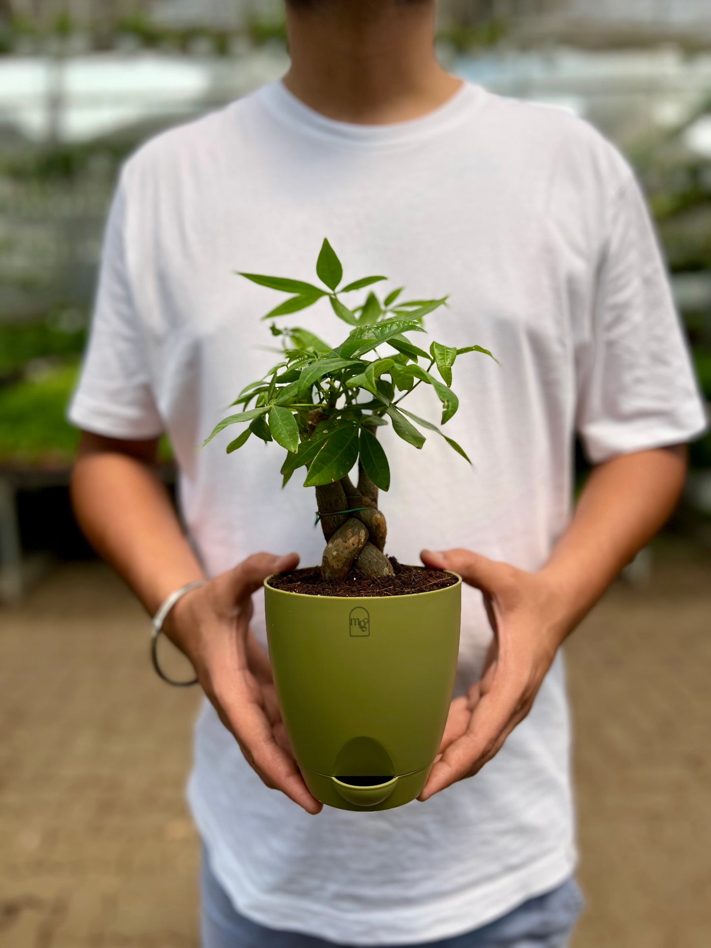 Money Tree