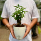 Money Tree