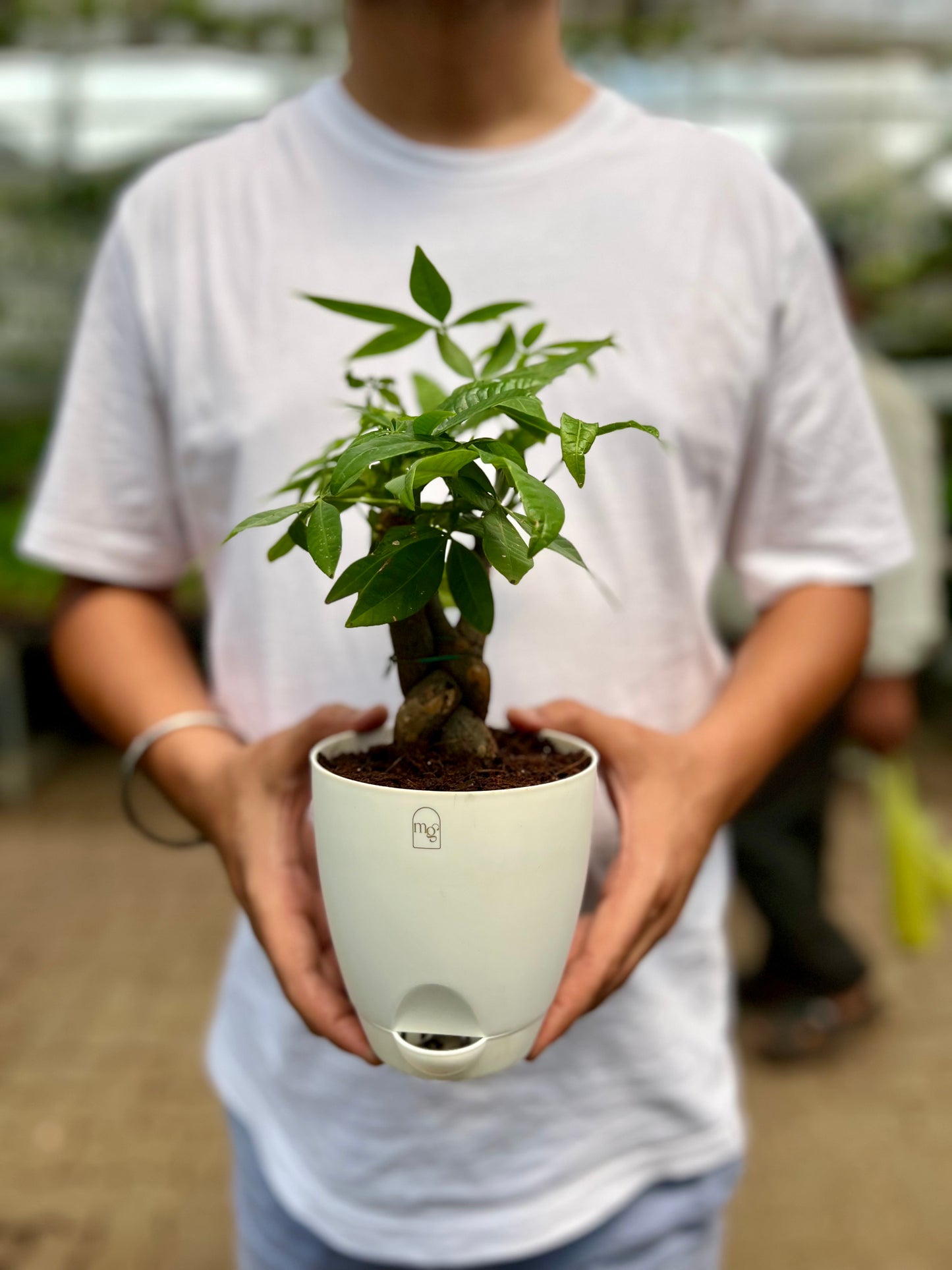 Money Tree
