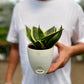 Snake Dwarf Plant / Hahnii
