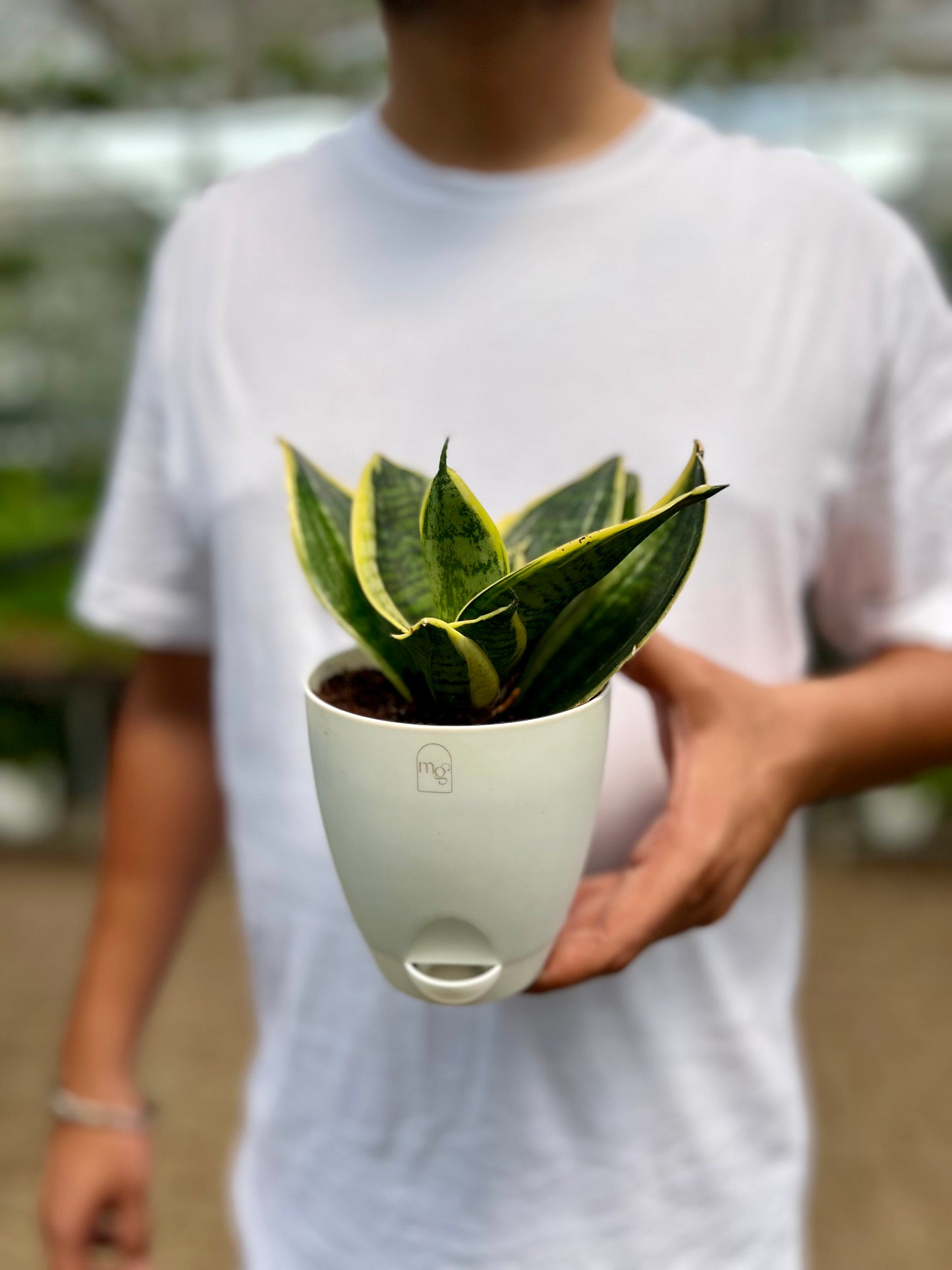 Snake Dwarf Plant / Hahnii