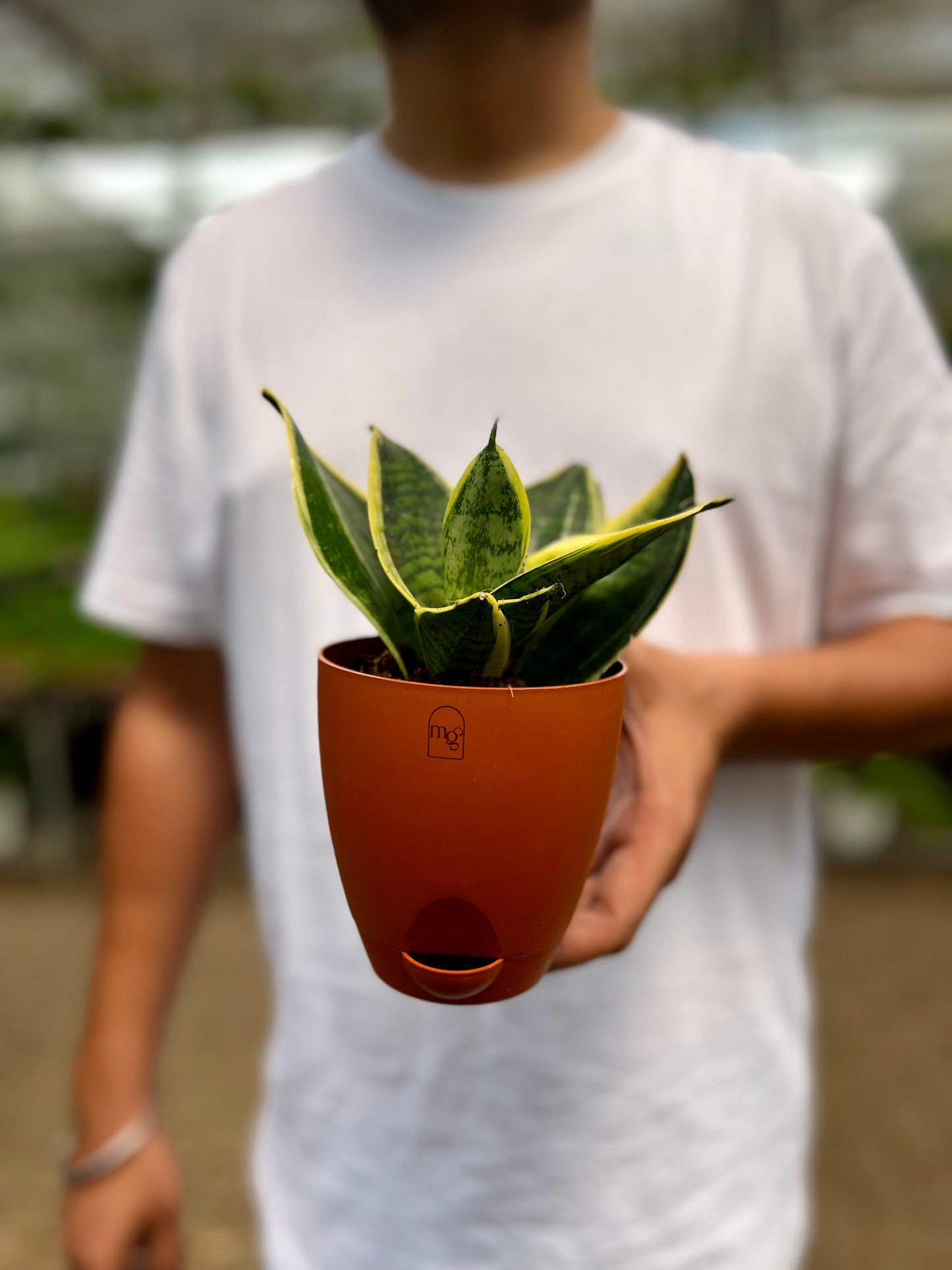 Snake Dwarf Plant / Hahnii