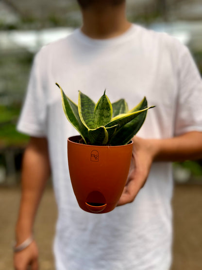 Snake Dwarf Plant / Hahnii