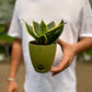Snake Dwarf Plant / Hahnii