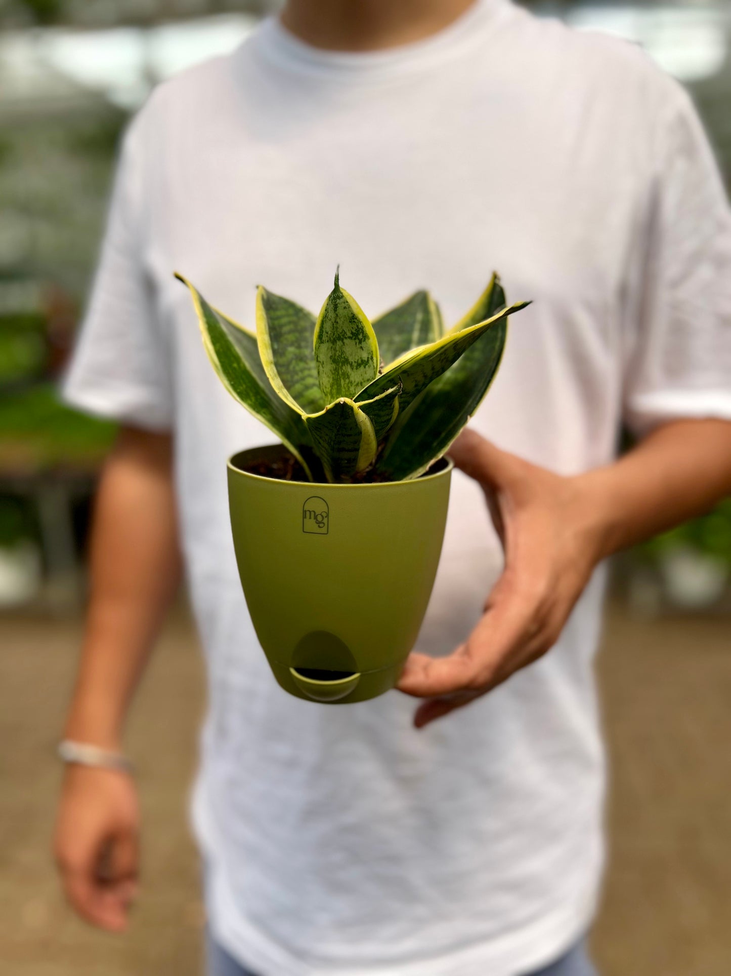 Snake Dwarf Plant / Hahnii