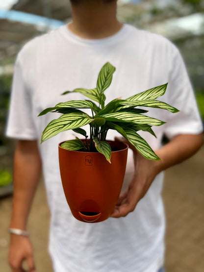 Calathea Viatta