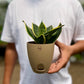 Snake Dwarf Plant / Hahnii